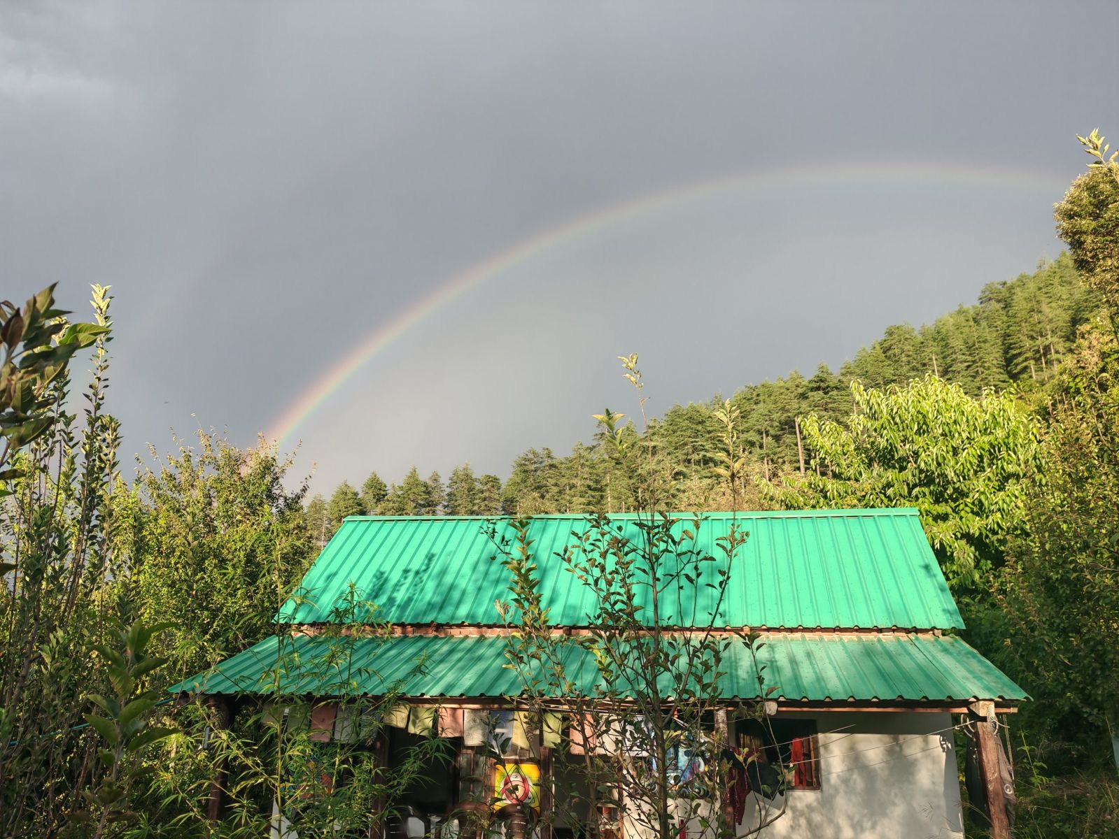 Cedars above the roof
